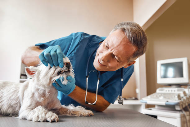 Best Emergency Dental Care for Trauma or Injury in Southgate, KY